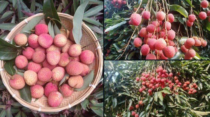 Tezpur Litchi Triumph: Assam GI-Tagged Fruit Ships to Dubai Markets