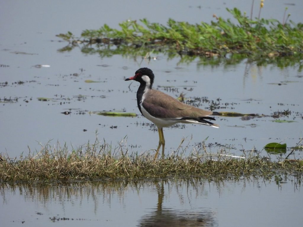 Ramsar Site